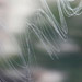 Scratches