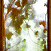 Efeufenster