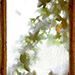 Efeufenster