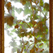 Efeufenster