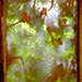 Efeufenster