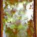 Efeufenster