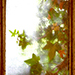 Efeufenster